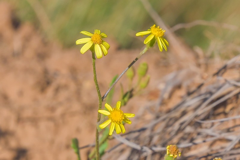 Senecio ingeliensis photo 8