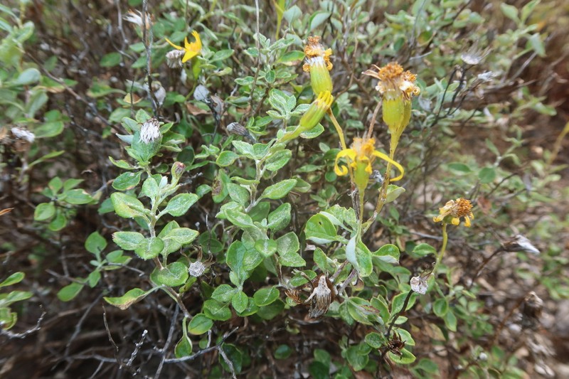 Senecio inghamii