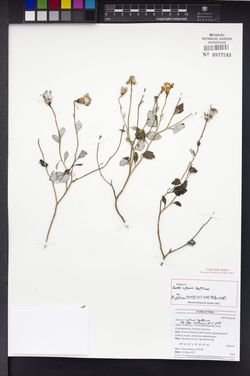 Senecio inghamii photo 3