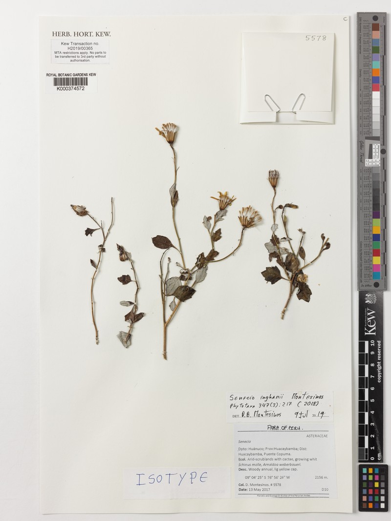 Senecio inghamii photo 4