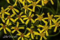 Senecio inornatus