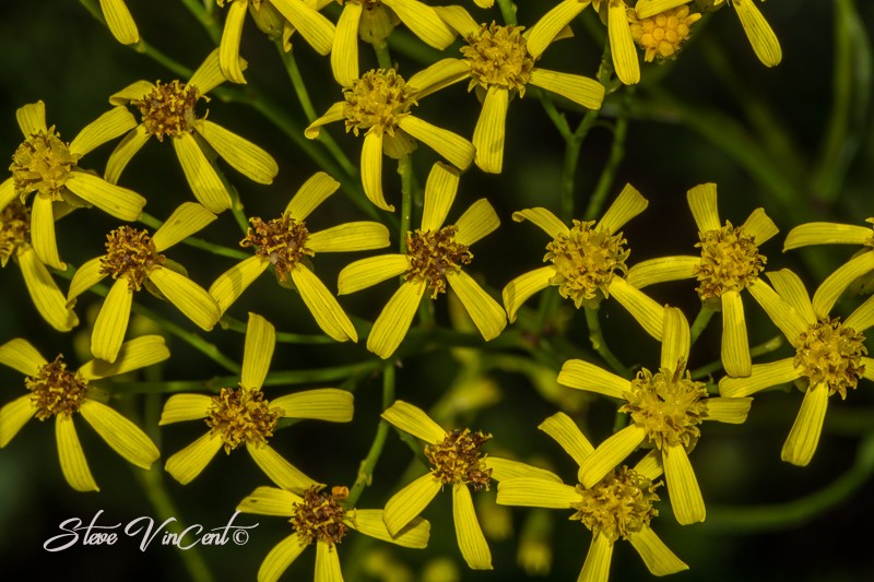 Senecio inornatus