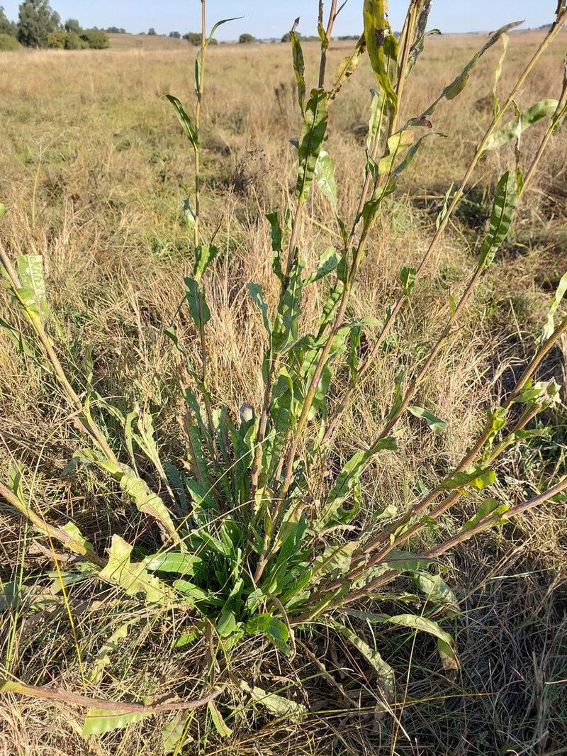 Senecio inornatus photo 2