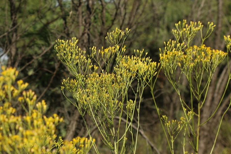 Senecio inornatus photo 3