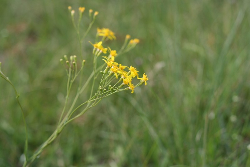 Senecio inornatus photo 4