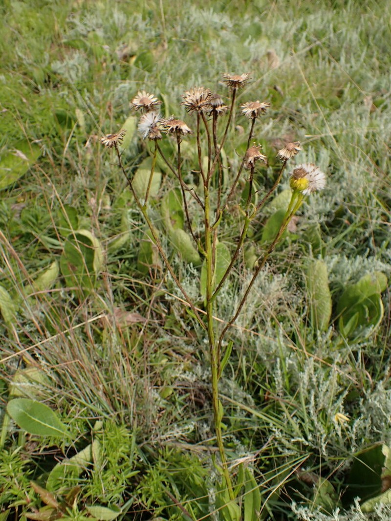 Senecio inornatus photo 5