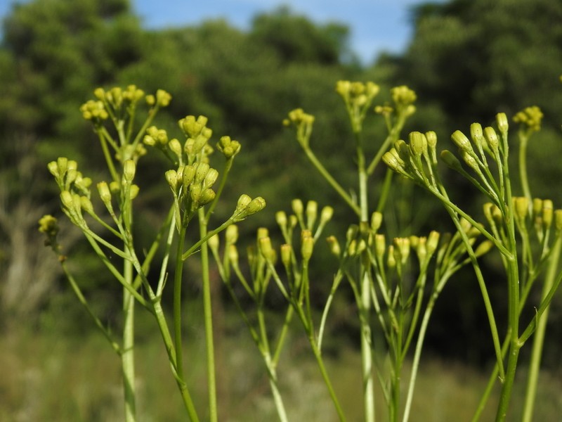 Senecio inornatus photo 6
