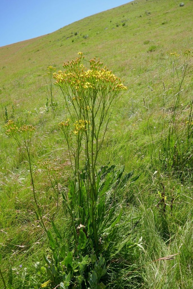 Senecio inornatus photo 7