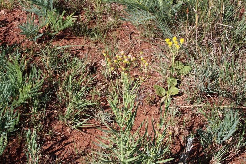 Senecio inornatus photo 8