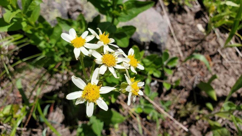 Lambstongue Ragwort photo 2
