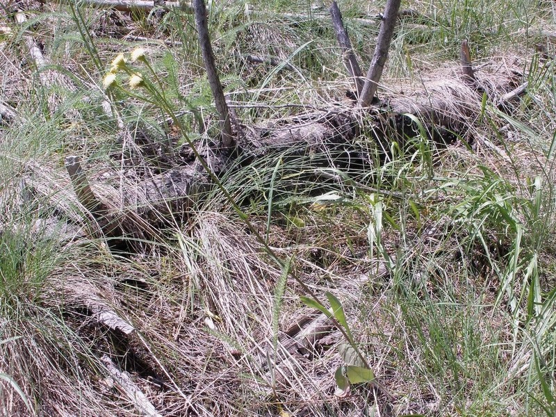 Lambstongue Ragwort photo 3