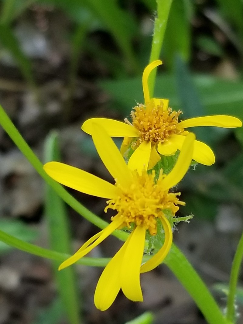 Lambstongue Ragwort photo 4