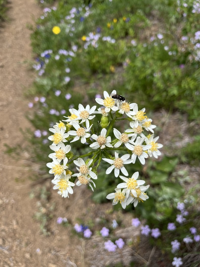 Lambstongue Ragwort photo 5