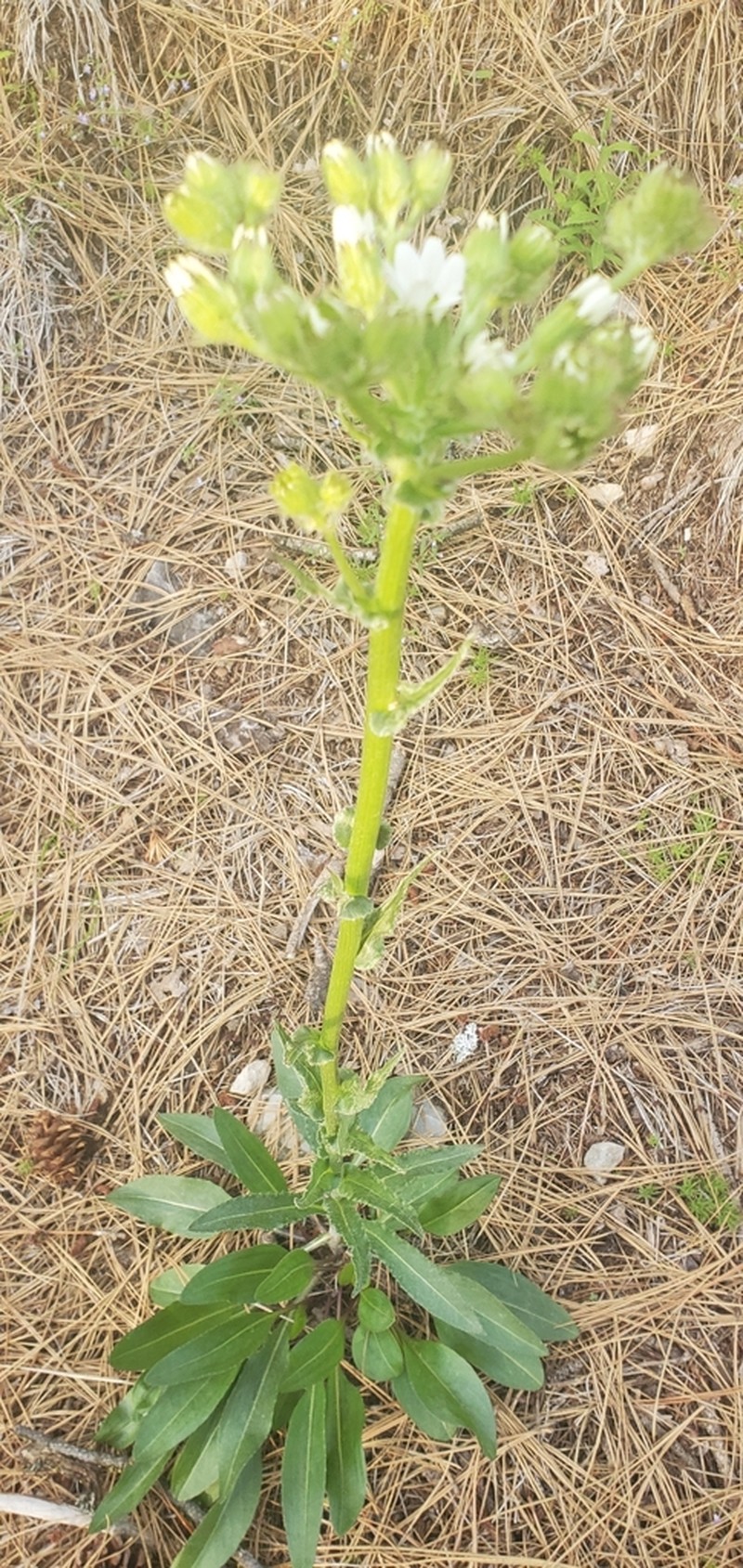 Lambstongue Ragwort photo 6