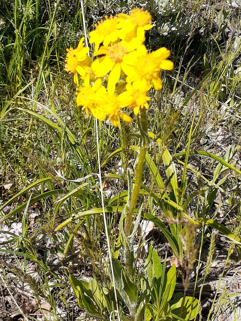 Lambstongue Ragwort photo 7