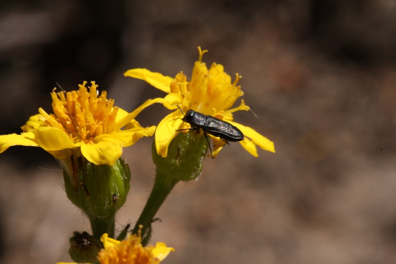 Lambstongue Ragwort
