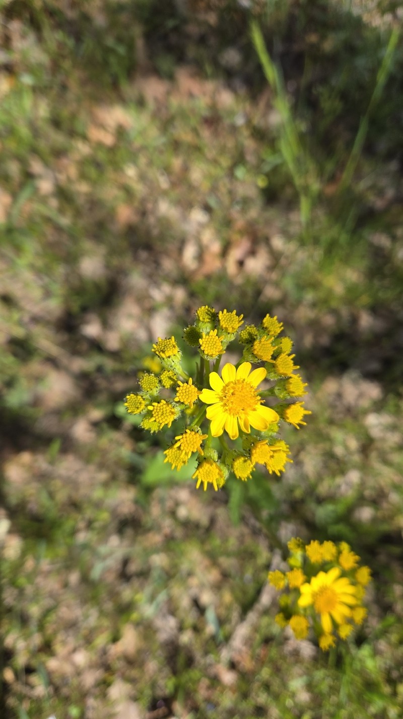 Senecio integerrimus var. exaltatus