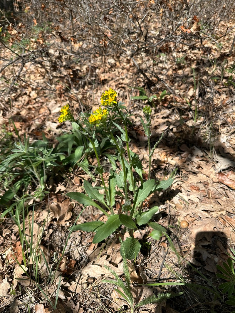 Senecio integerrimus var. exaltatus photo 2