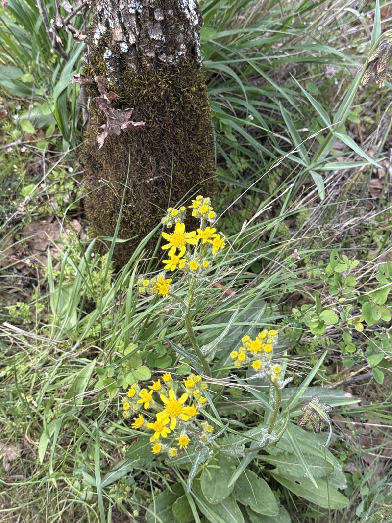 Senecio integerrimus var. exaltatus photo 3