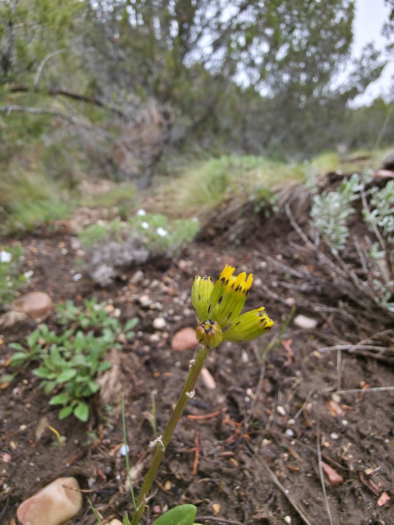 Senecio integerrimus var. exaltatus photo 4
