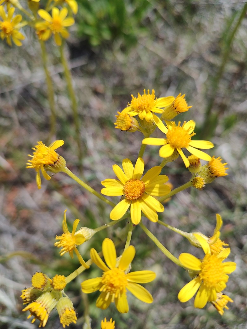 Senecio integerrimus var. exaltatus photo 5