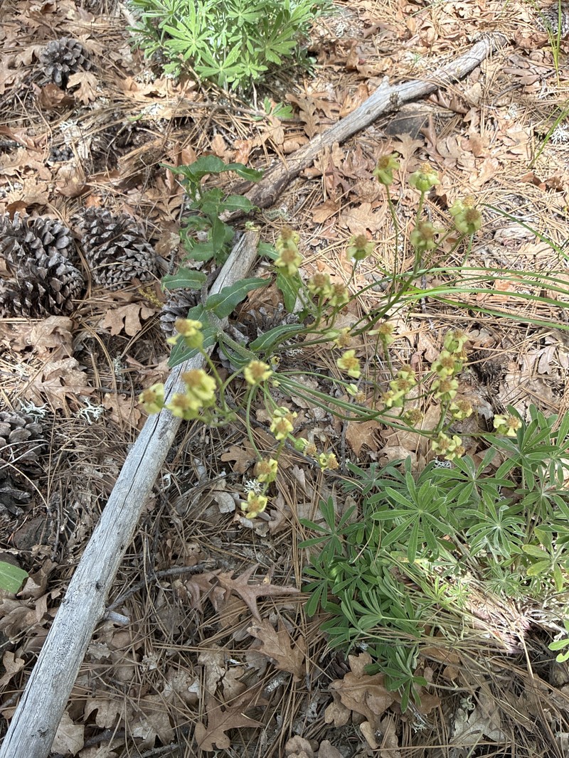 Senecio integerrimus var. exaltatus photo 6