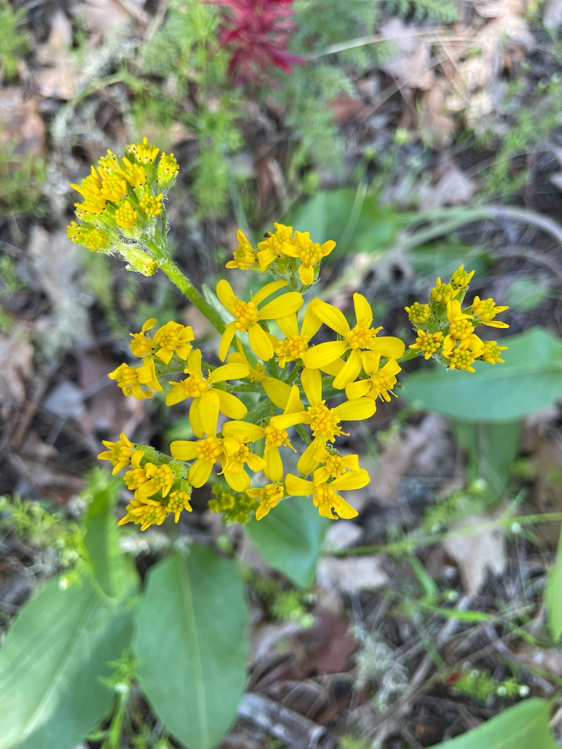 Senecio integerrimus var. exaltatus photo 7