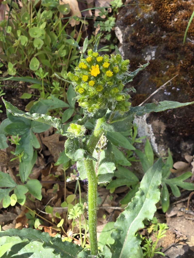 Senecio integerrimus var. exaltatus photo 8