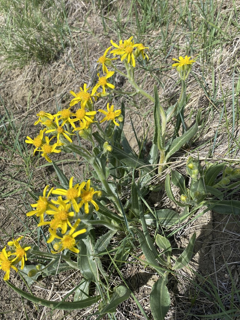 Senecio integerrimus var. integerrimus