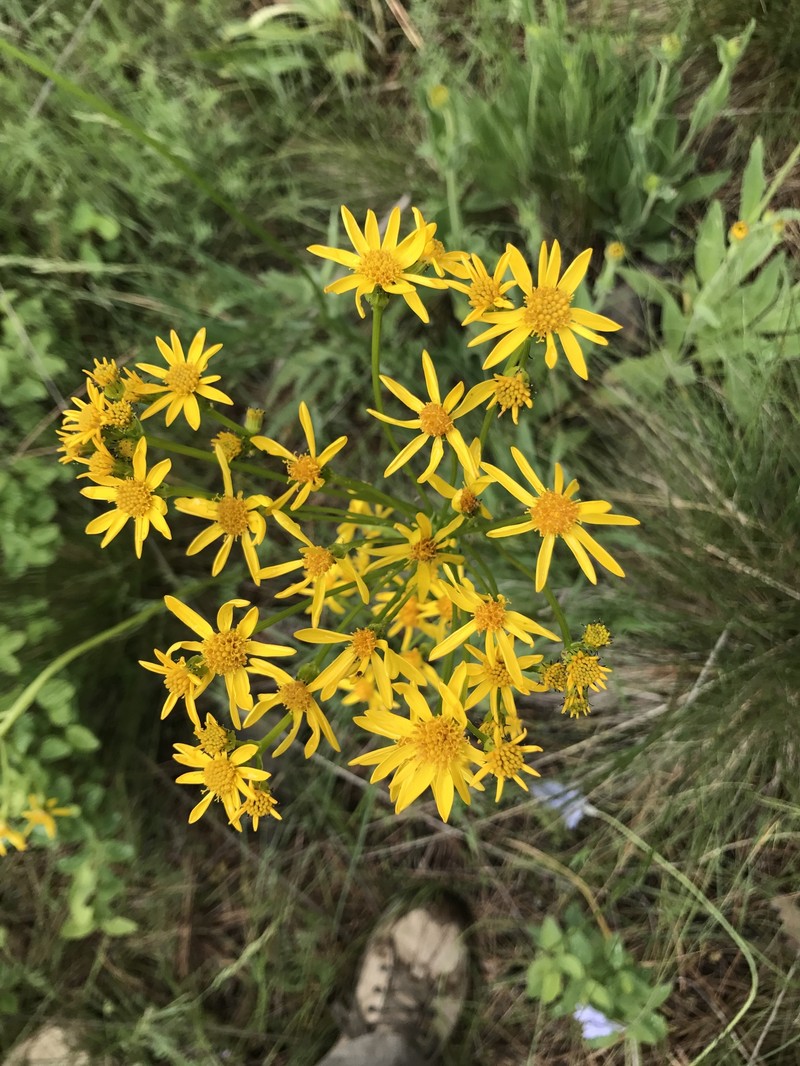 Senecio integerrimus var. integerrimus photo 2