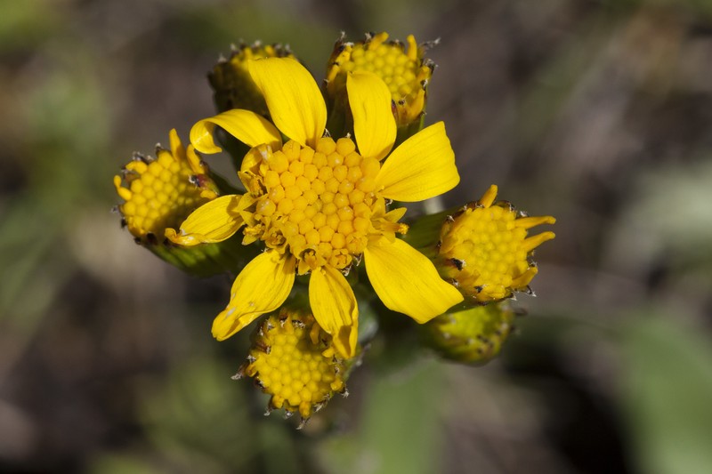 Senecio integerrimus var. integerrimus photo 3