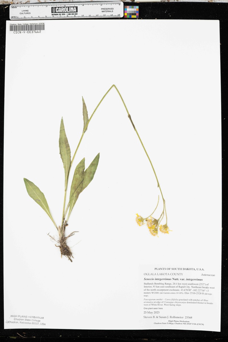 Senecio integerrimus var. integerrimus photo 4