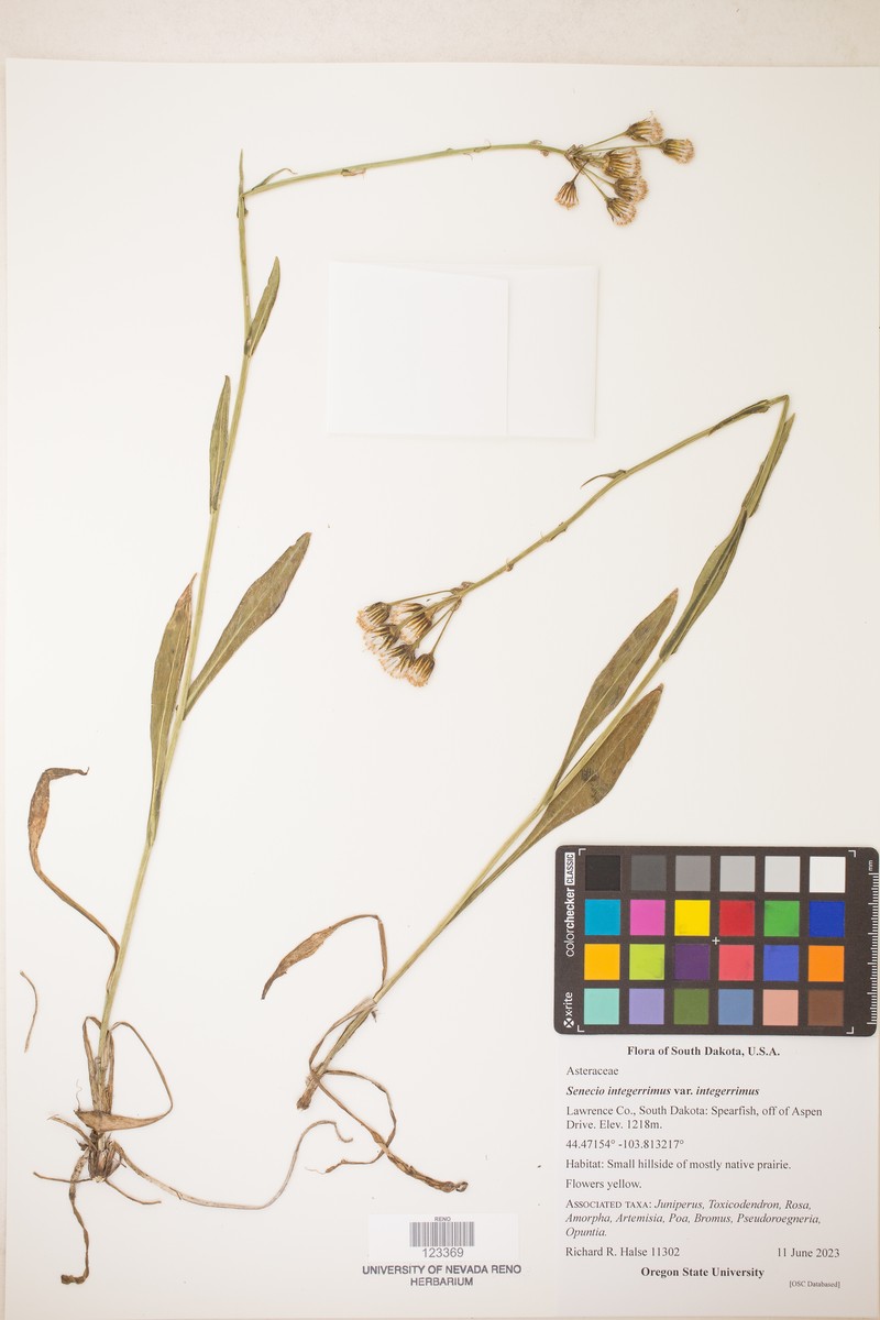 Senecio integerrimus var. integerrimus photo 5