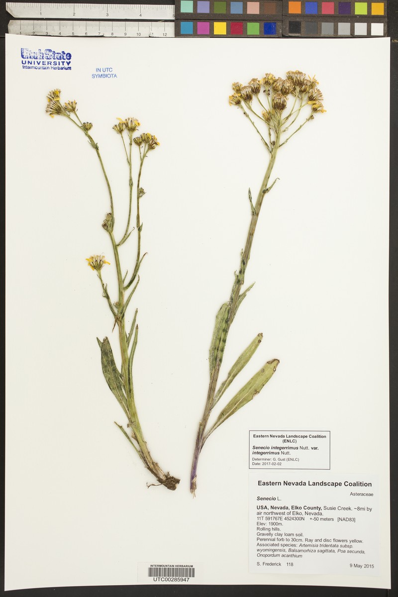 Senecio integerrimus var. integerrimus photo 6