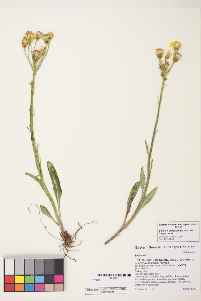 Senecio integerrimus var. integerrimus photo 7