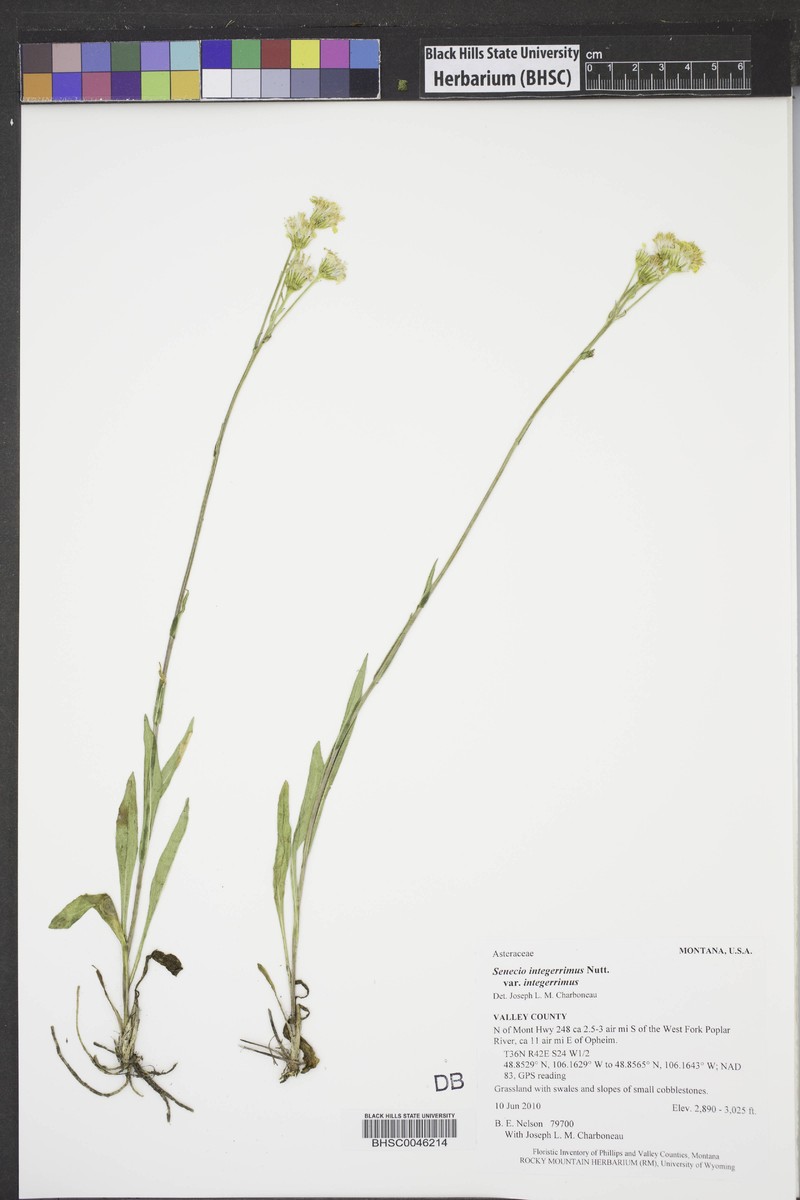 Senecio integerrimus var. integerrimus photo 8