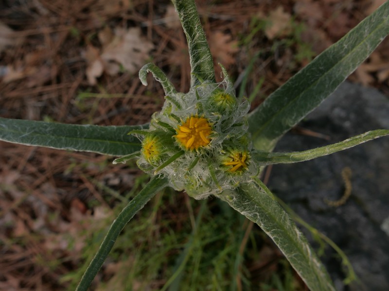Senecio integerrimus var. major