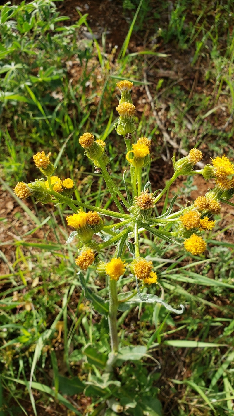 Senecio integerrimus var. major photo 2