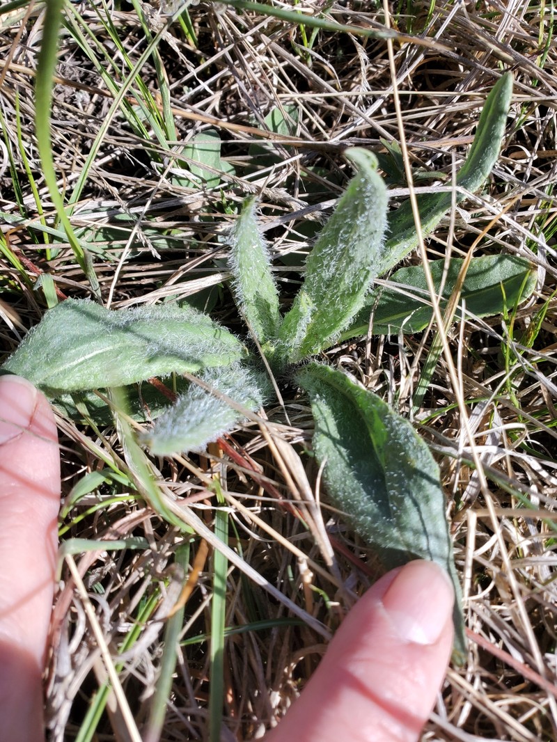 Senecio integerrimus var. major photo 3