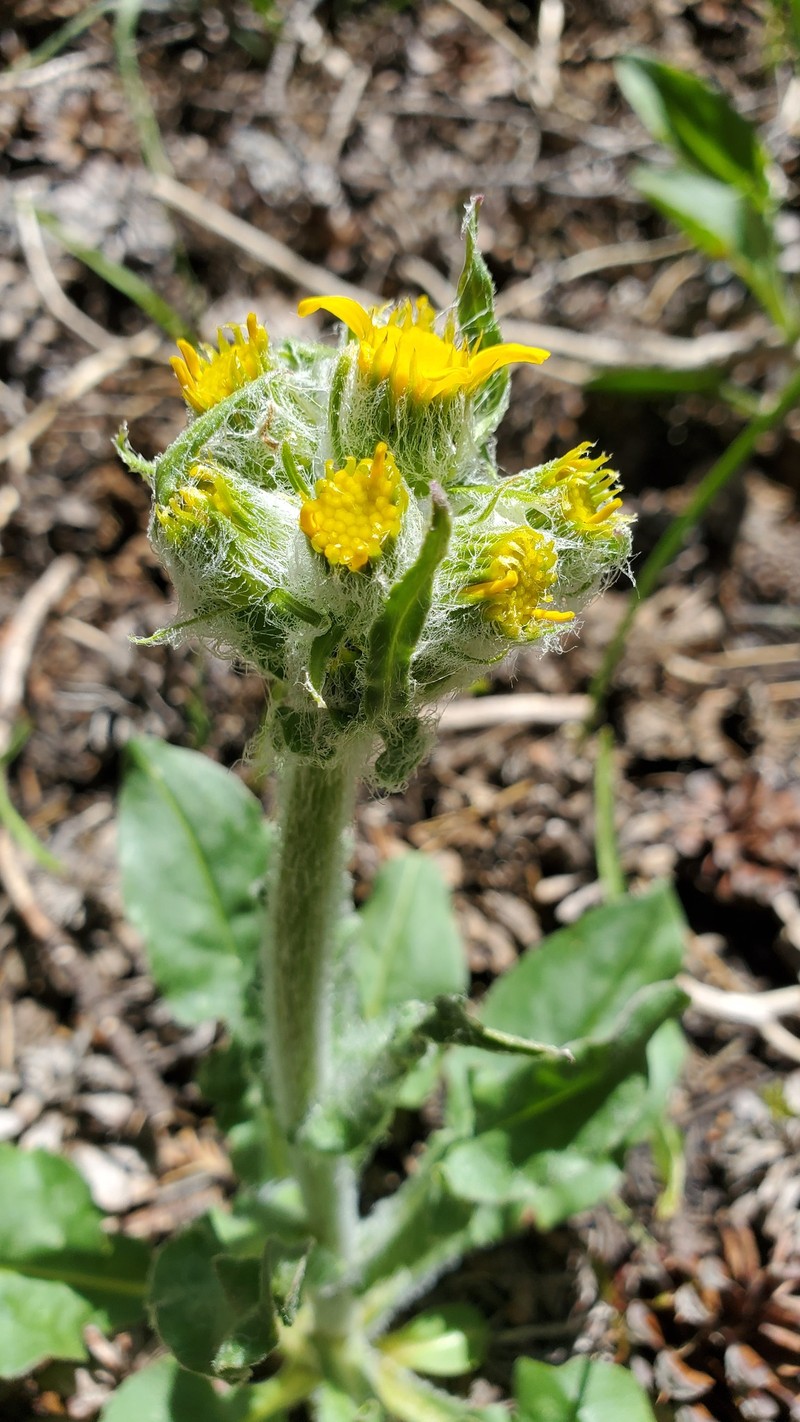 Senecio integerrimus var. major photo 4