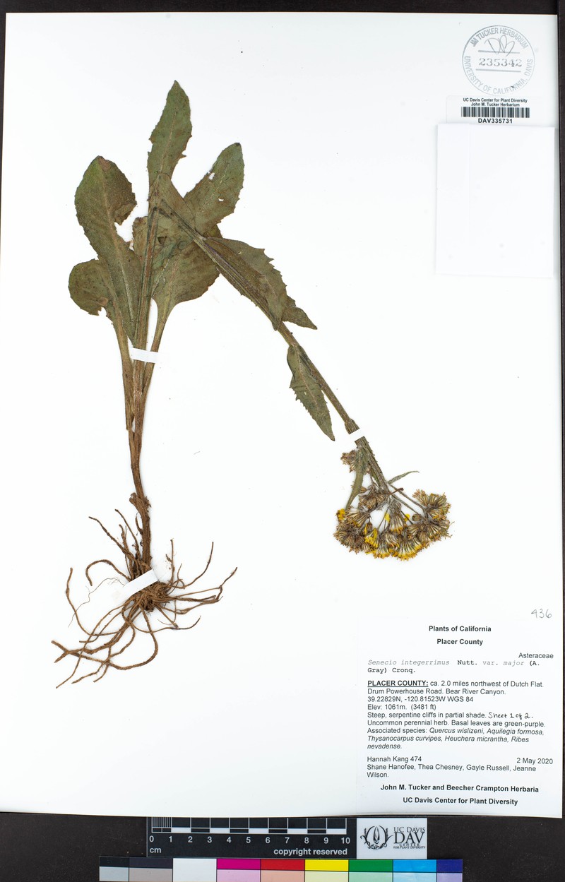 Senecio integerrimus var. major photo 5