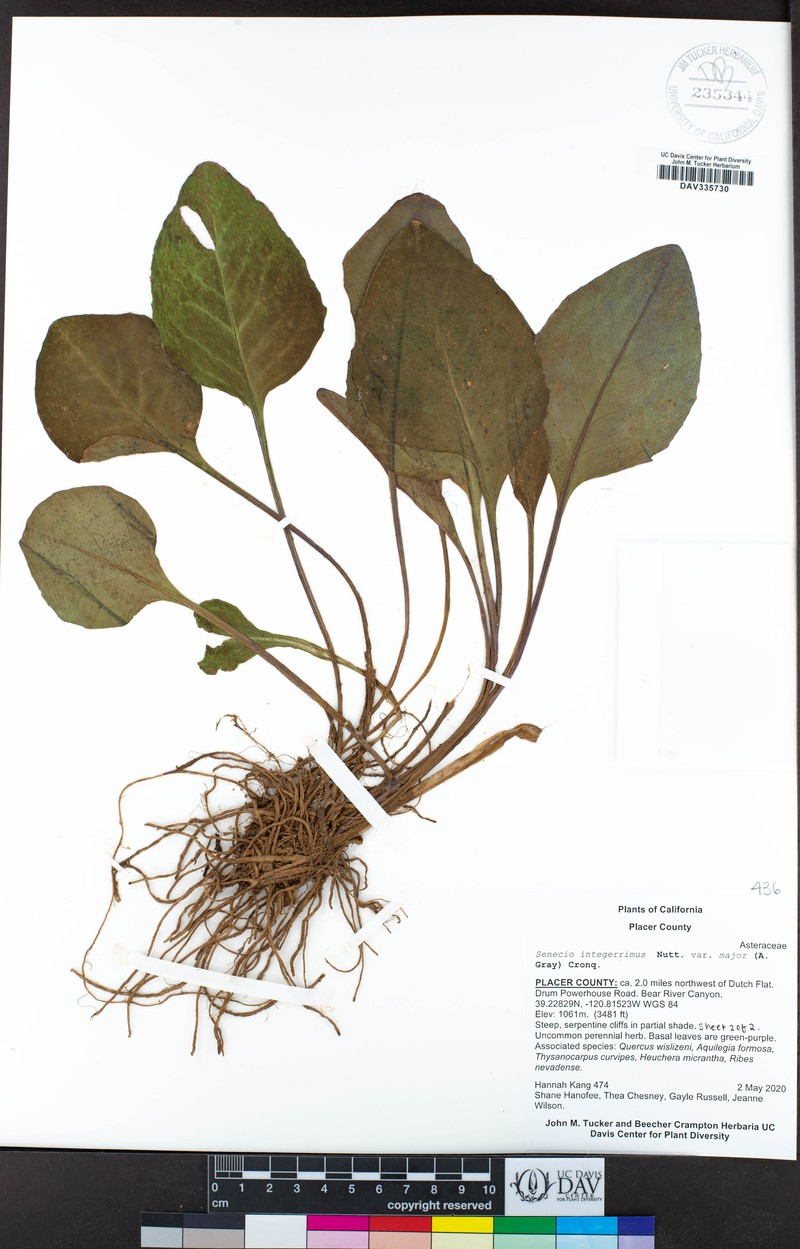 Senecio integerrimus var. major photo 6