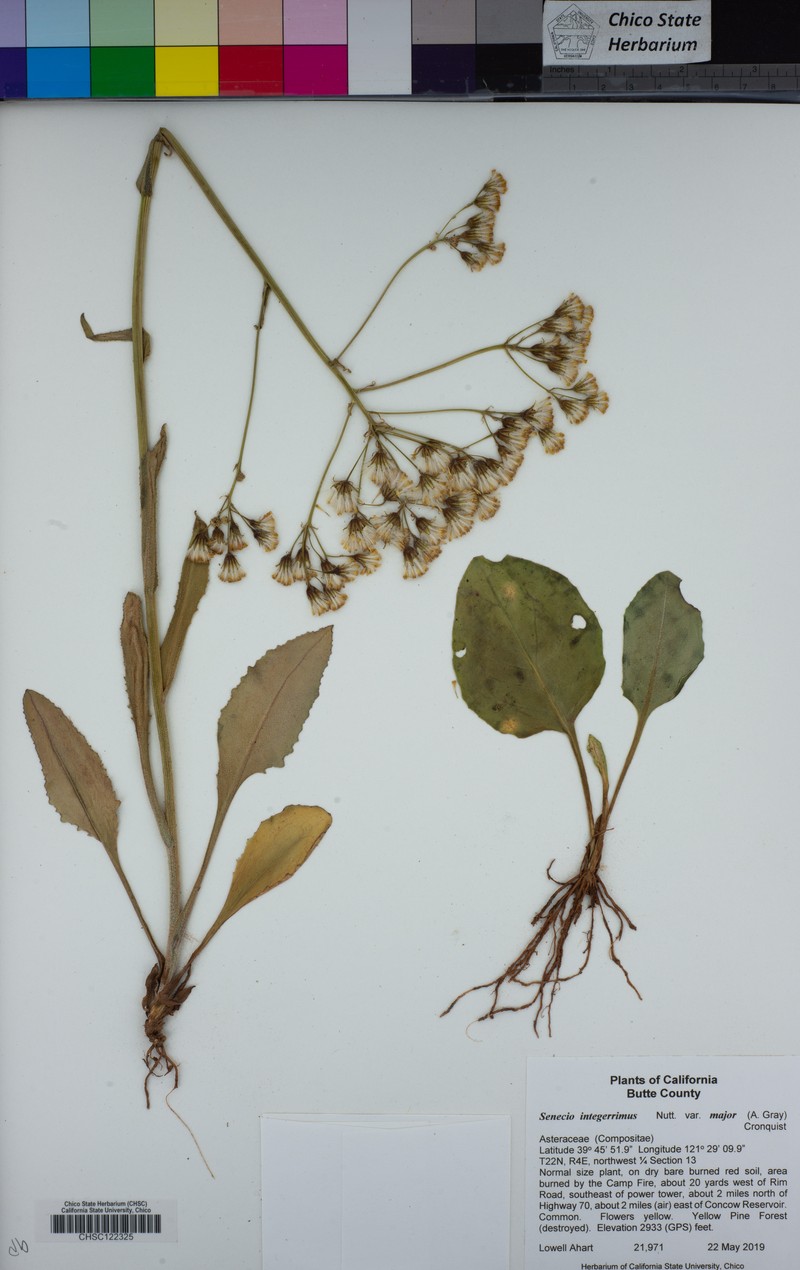 Senecio integerrimus var. major photo 7