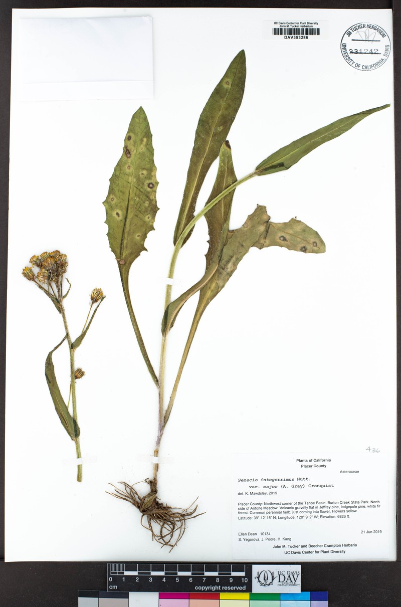 Senecio integerrimus var. major photo 8