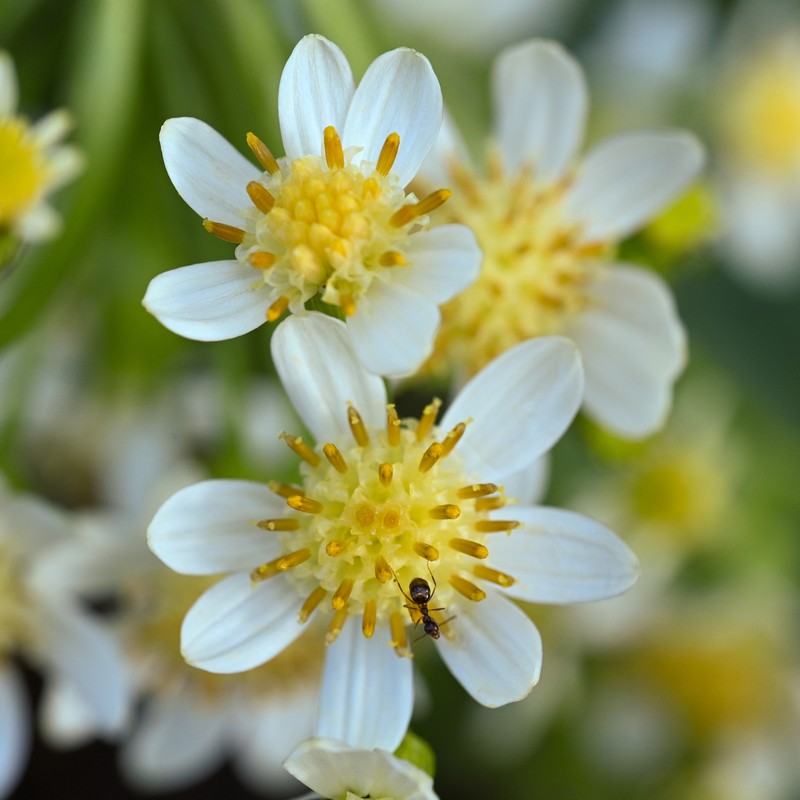 Senecio integerrimus var. ochroleucus