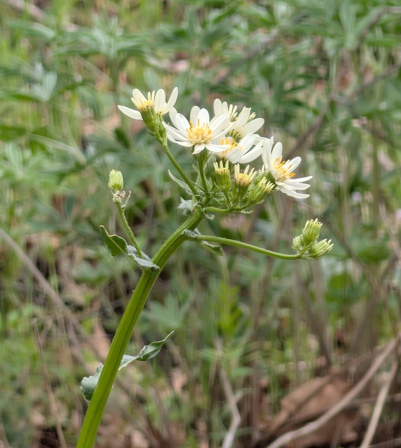 Senecio integerrimus var. ochroleucus photo 2