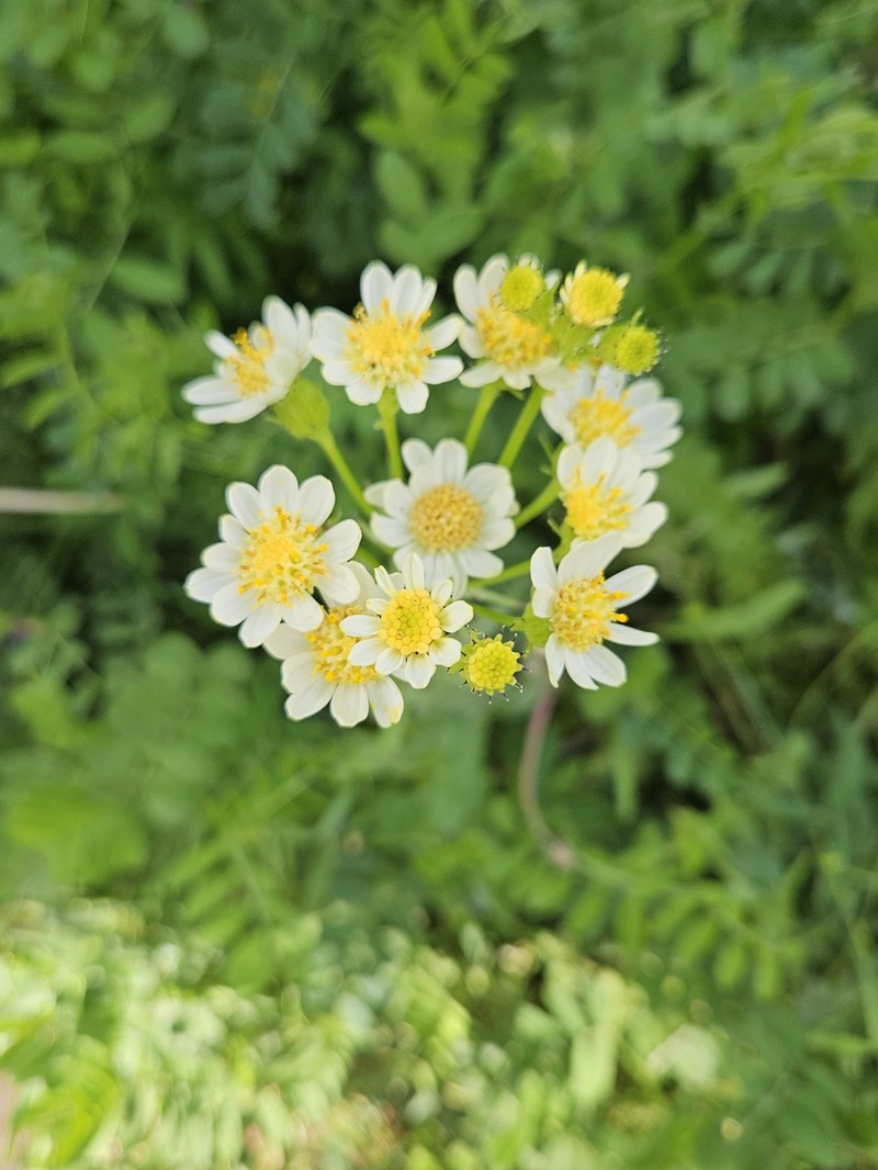 Senecio integerrimus var. ochroleucus photo 3