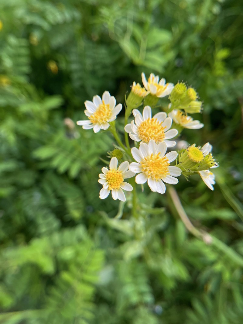 Senecio integerrimus var. ochroleucus photo 4