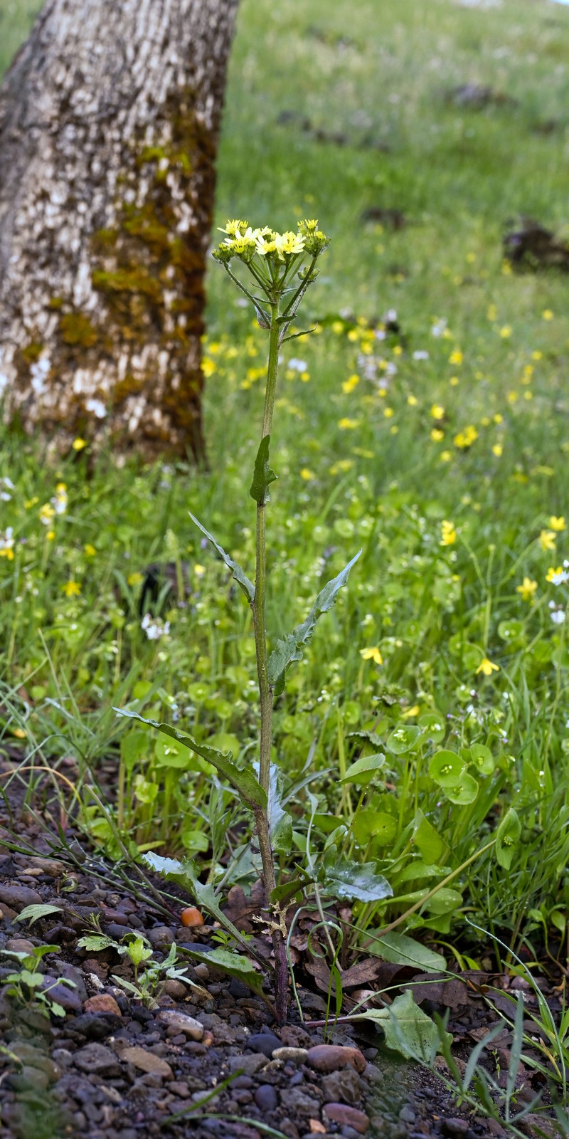 Senecio integerrimus var. ochroleucus photo 5
