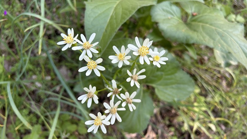 Senecio integerrimus var. ochroleucus photo 6